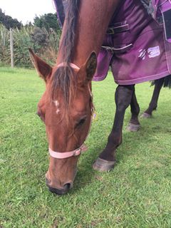 Superstar Racehorse - Harry