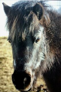 Humphrey is our fabulous cart pony