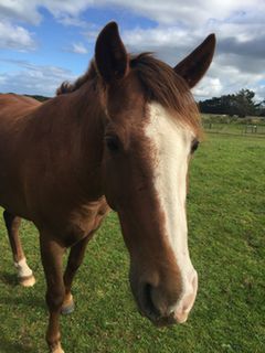 Resident Kaimanawa - Sam