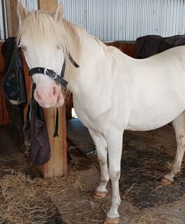 Gawain (Mr G)